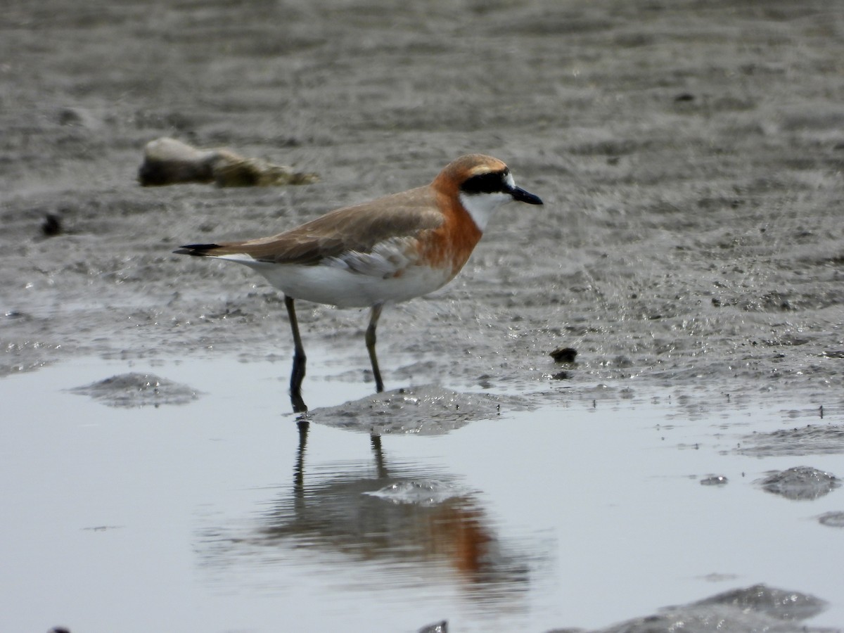 Siberian Sand-Plover - Elizabeth Irwin