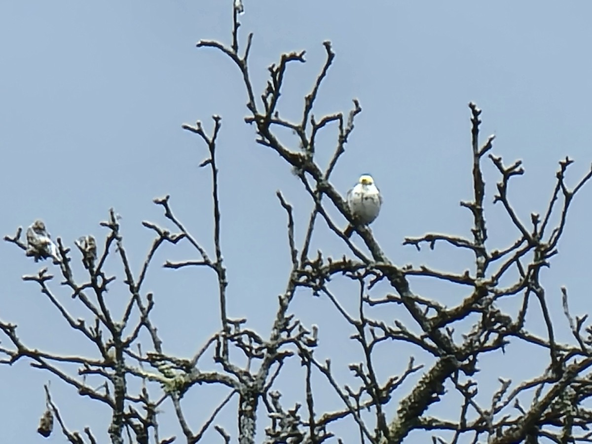 Savannah Sparrow - Kathie Brown