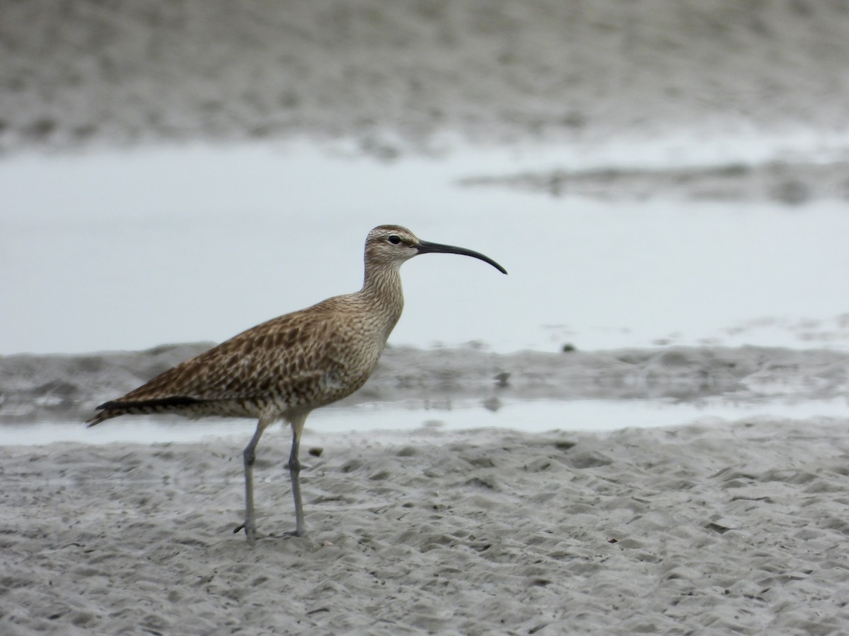 Whimbrel - Elizabeth Irwin