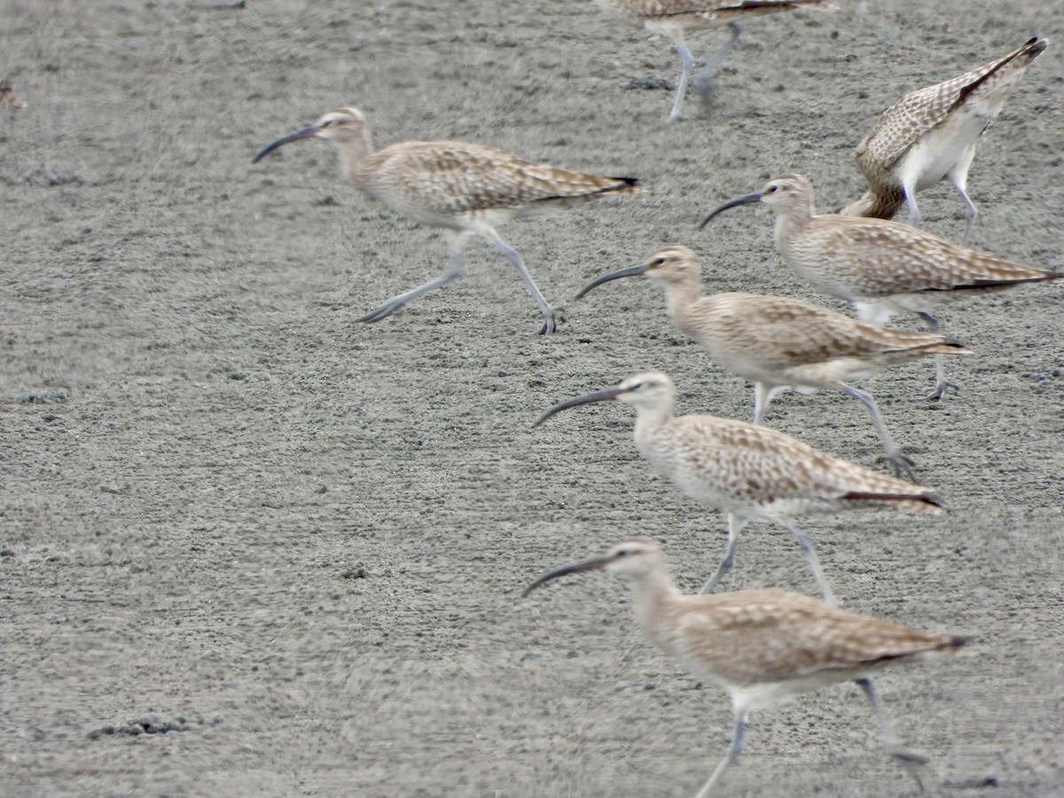 Whimbrel - Elizabeth Irwin