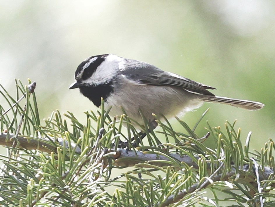 Mountain Chickadee - Dale & Margaret Raven