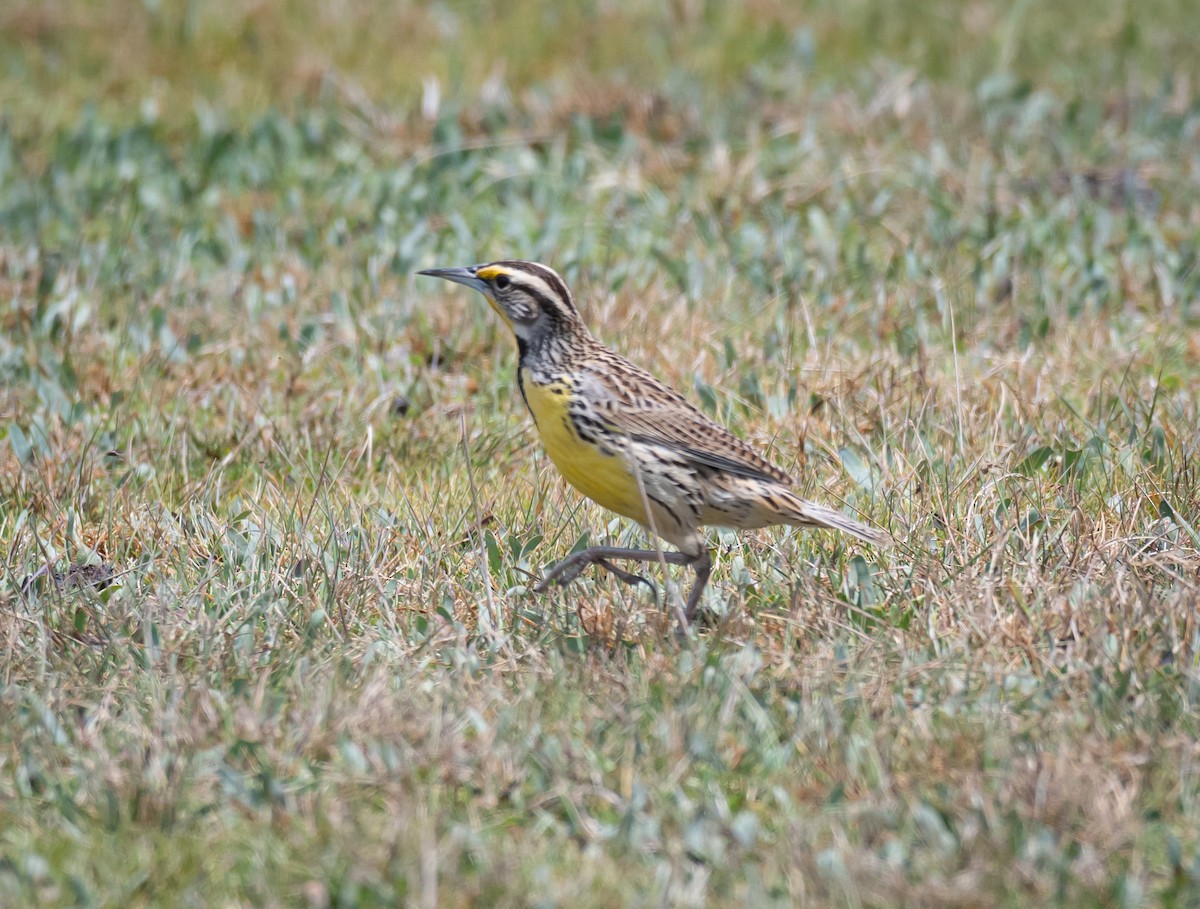 Eastern Meadowlark - Daniel Mérida