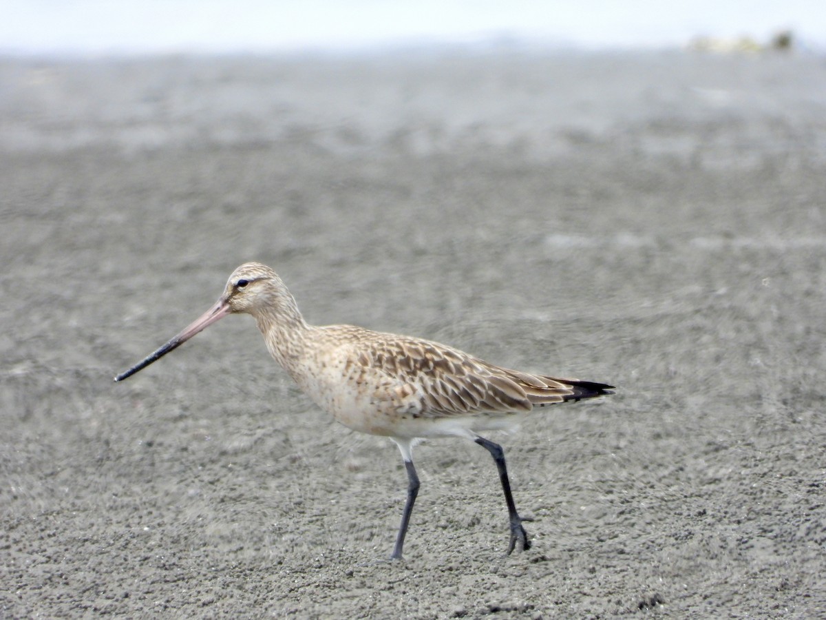 Bar-tailed Godwit - Elizabeth Irwin