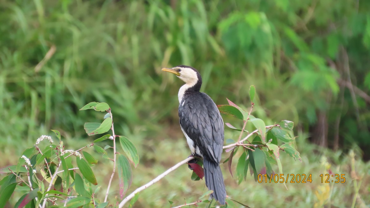 Little Pied Cormorant - Norton Gill