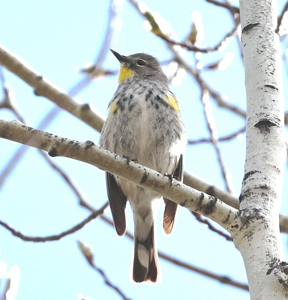 Yellow-rumped Warbler - Dale & Margaret Raven