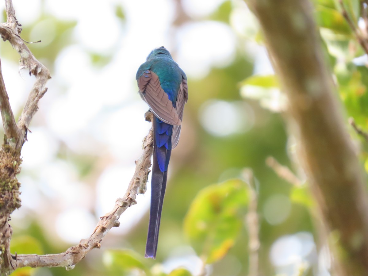 Long-tailed Sylph - Cristian Cufiño