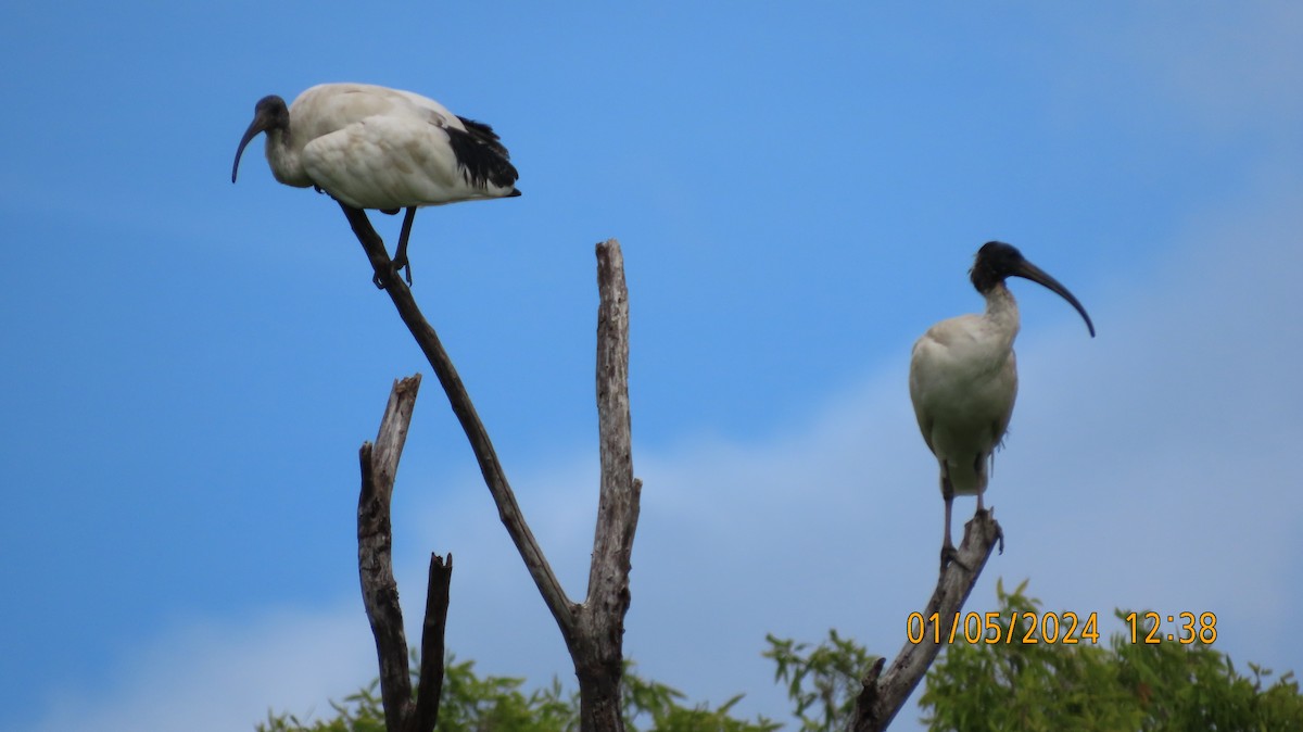 ibis australský - ML618250541
