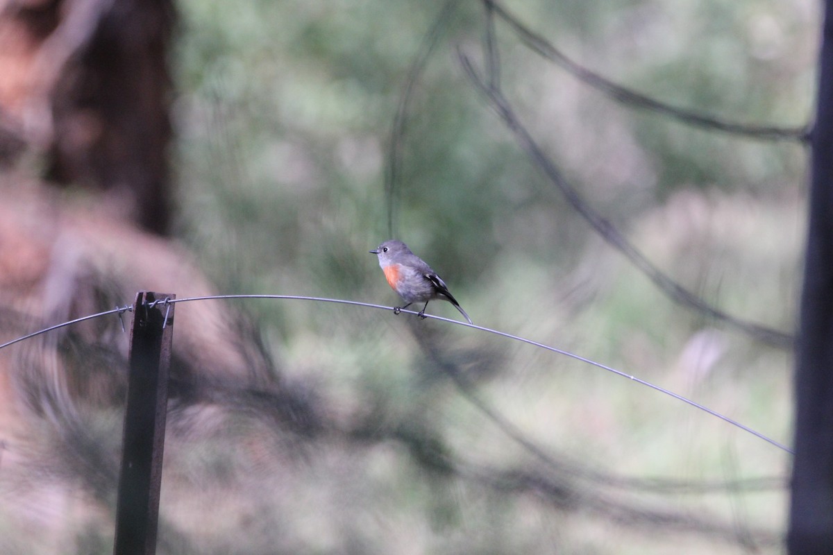 Scarlet Robin - Amy Carboon