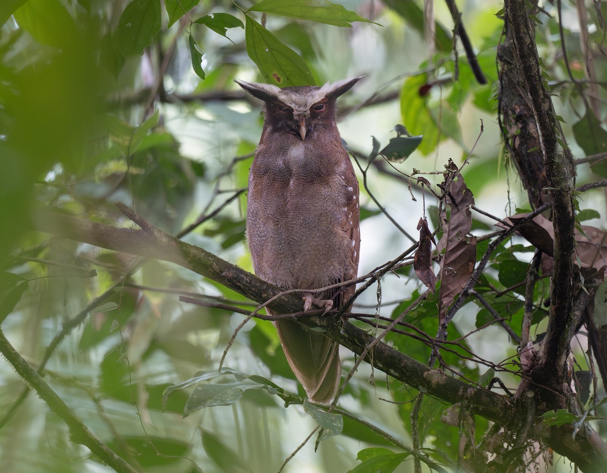 Crested Owl - Alex Luna