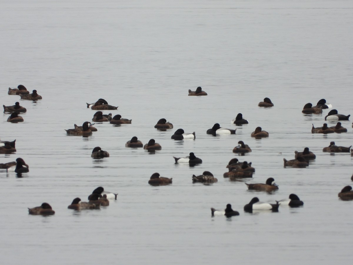 Greater Scaup - Elizabeth Irwin