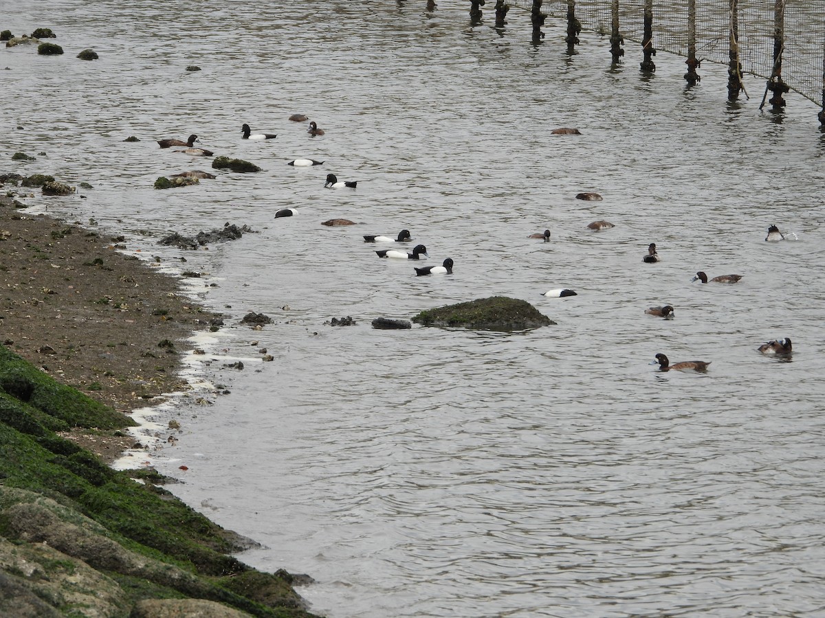 Greater Scaup - Elizabeth Irwin