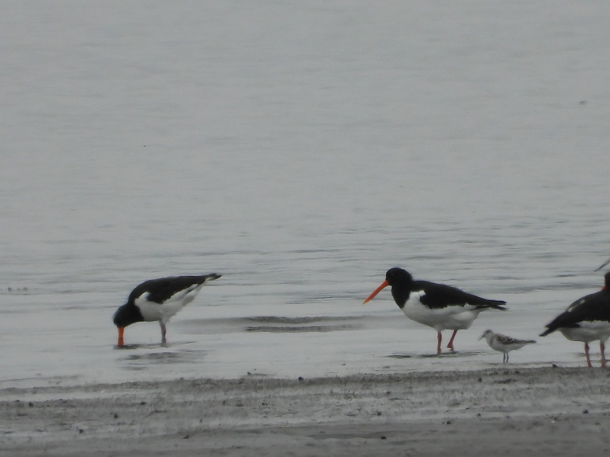 Eurasian Oystercatcher - Elizabeth Irwin