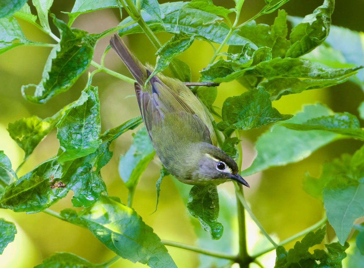 White-browed White-eye - Scott Baker