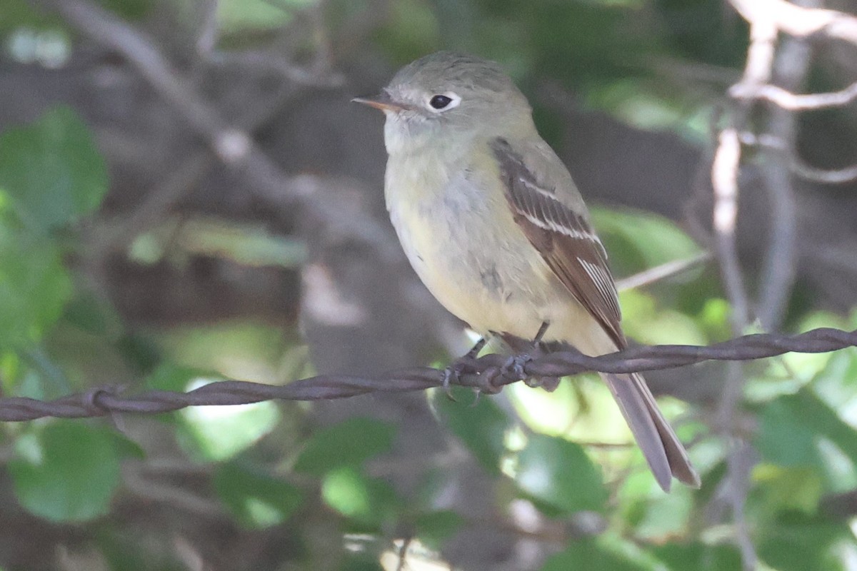 Empidonax sp. - Tom Forwood JR