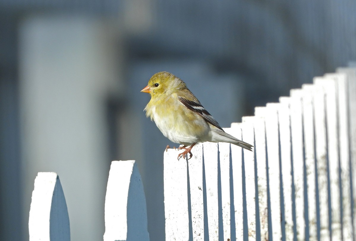 American Goldfinch - Paul Lewis