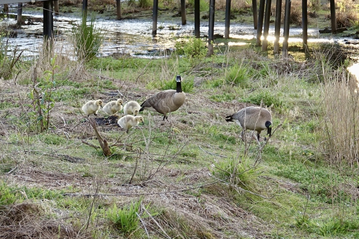 Canada Goose (moffitti/maxima) - Lorin Wilkerson