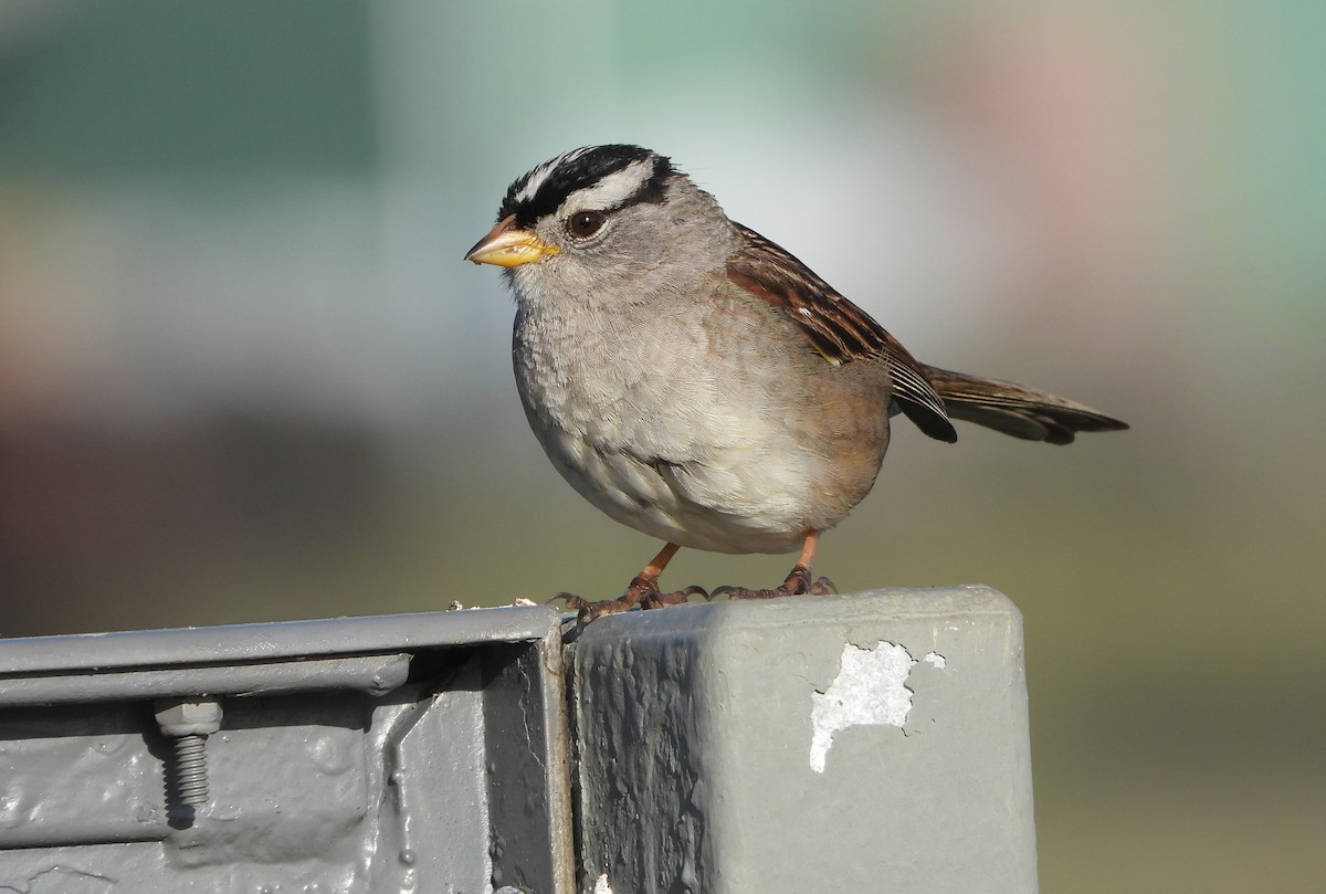 White-crowned Sparrow - Paul Lewis