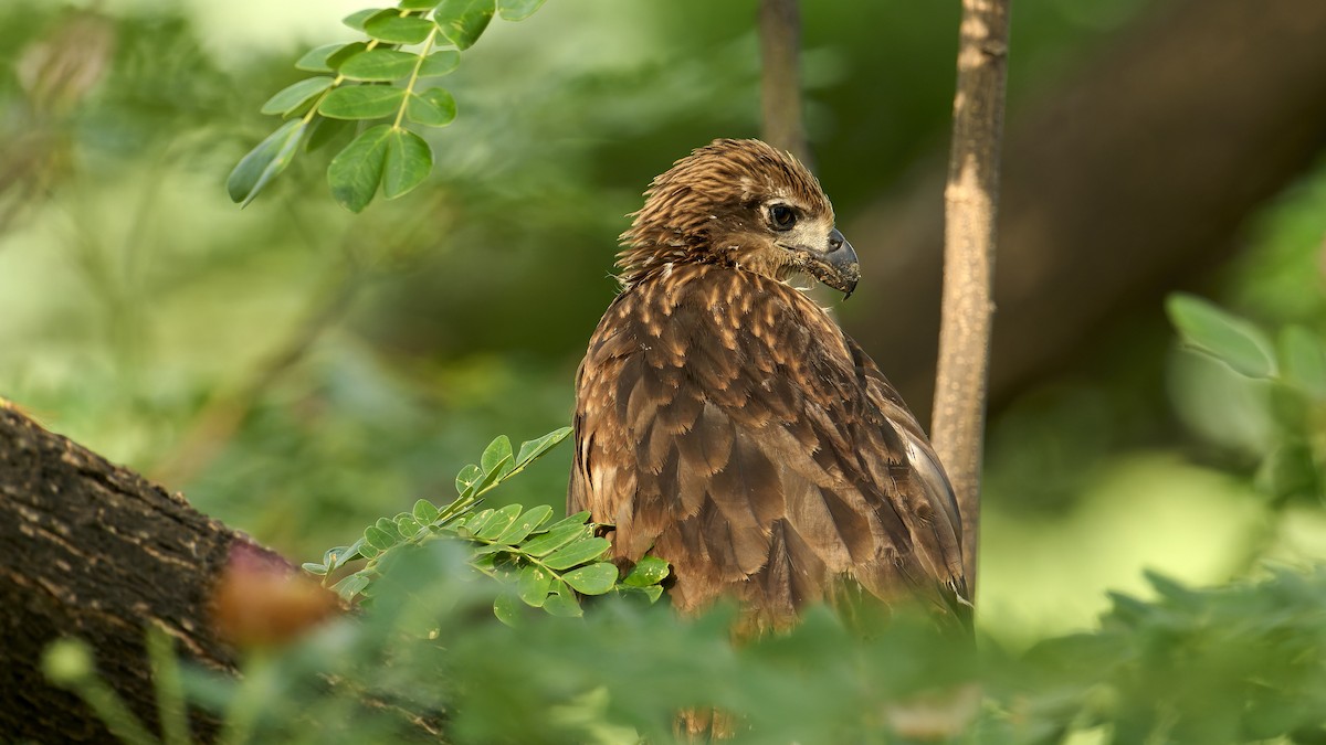 Brahminy Kite - Byron Blomquist