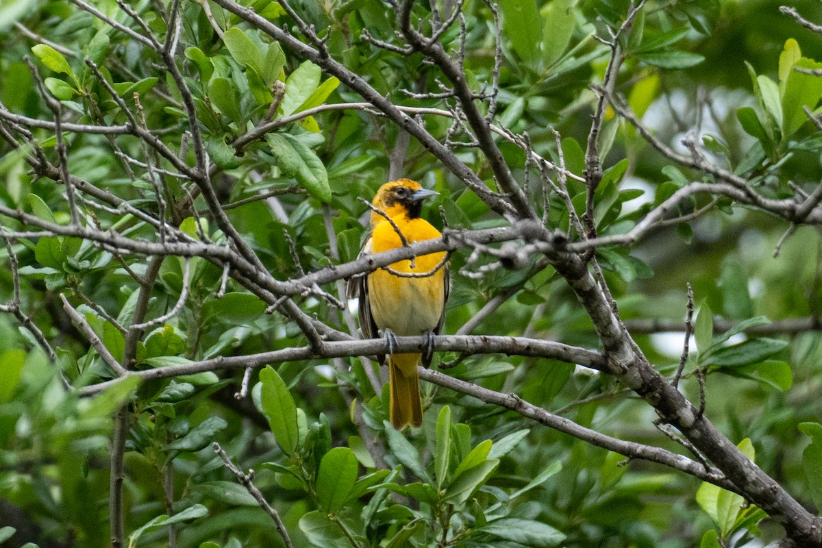 Bullock's x Baltimore Oriole (hybrid) - Suzanne Schroeder