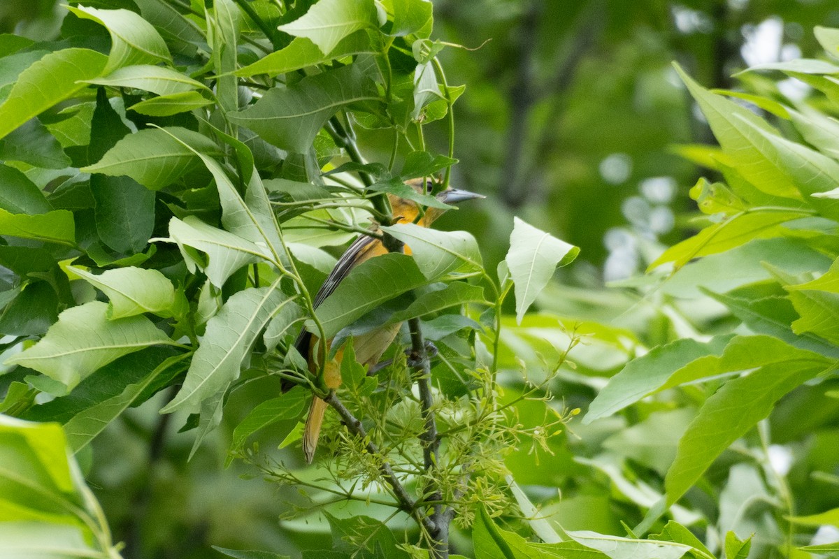 Bullock's x Baltimore Oriole (hybrid) - Suzanne Schroeder