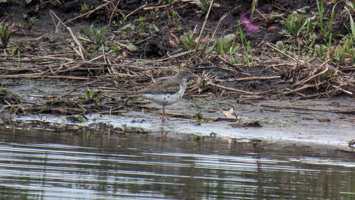 Spotted Sandpiper - Jennie Lanzendorf