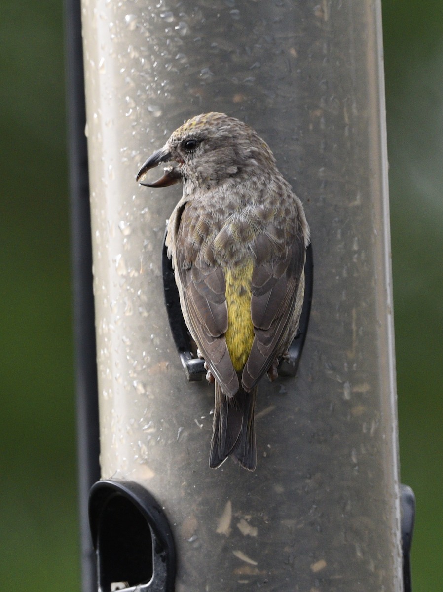 Red Crossbill - Wendy Hill