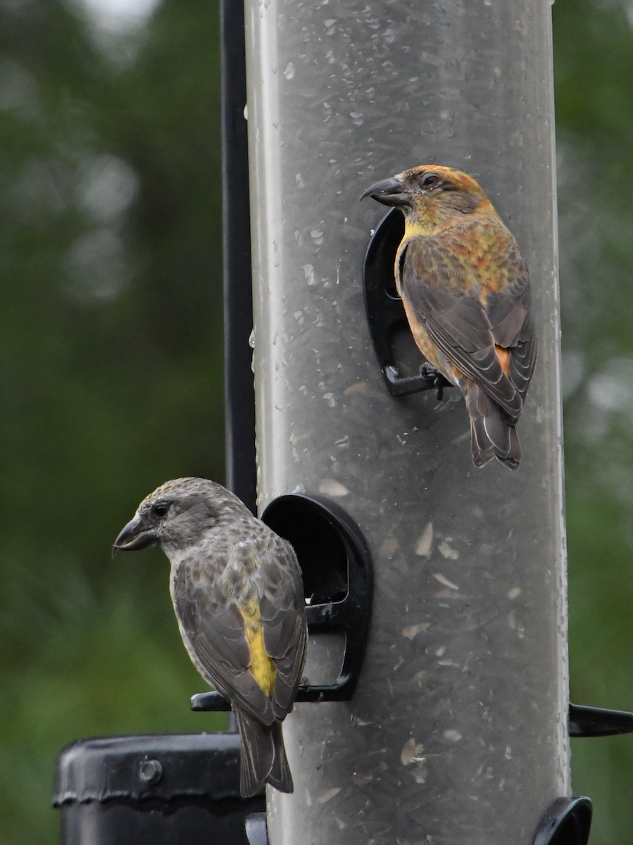 Red Crossbill - Wendy Hill