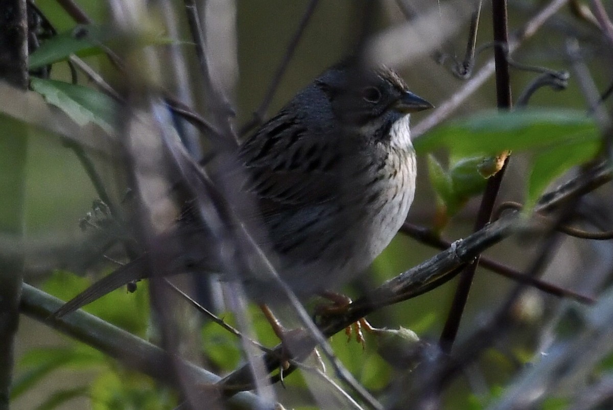 Lincoln's Sparrow - ML618250686