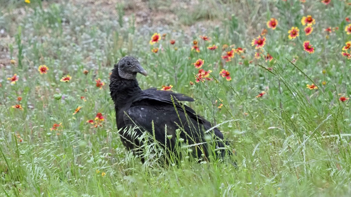 Black Vulture - Andrew McCormick