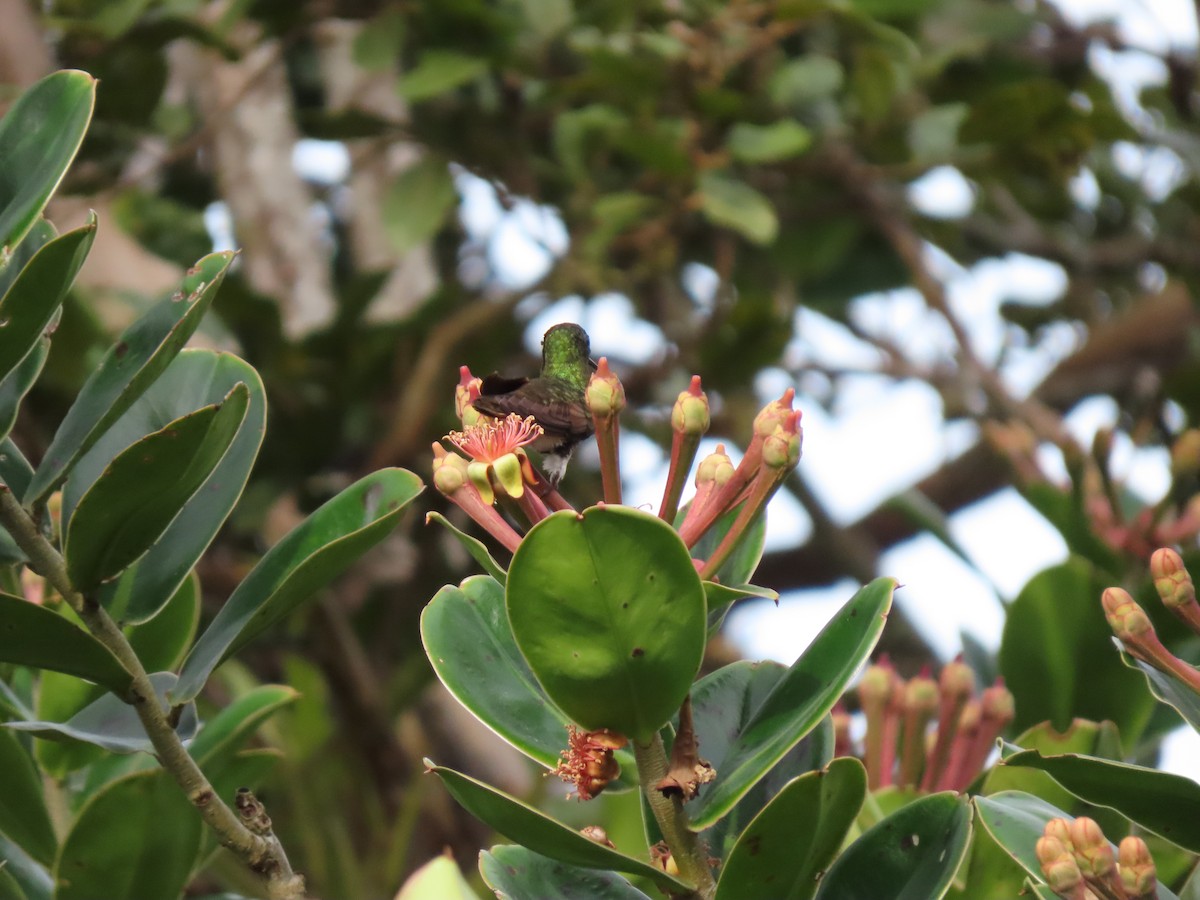 hummingbird sp. - Cristian Cufiño