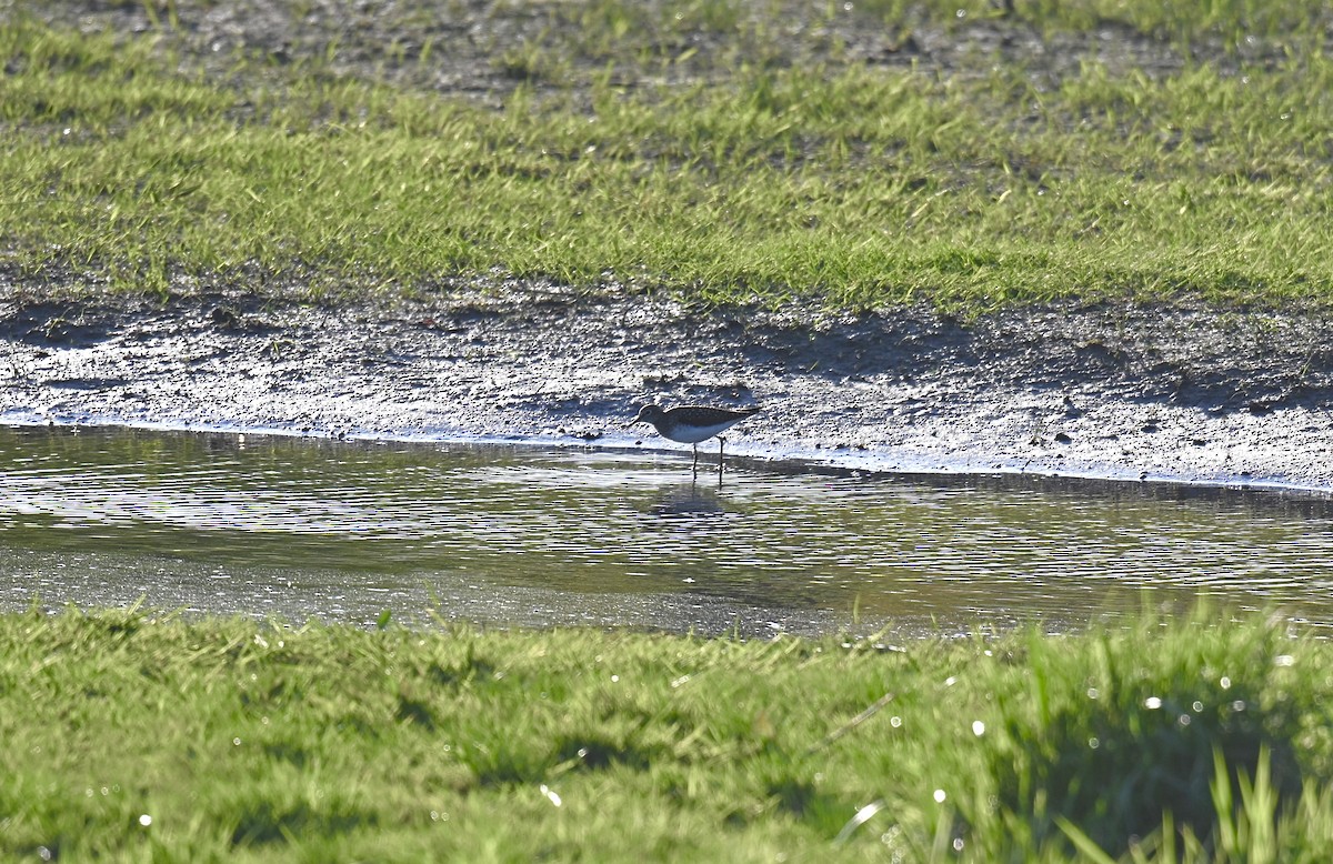 Solitary Sandpiper - ML618250717