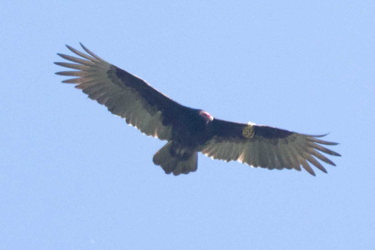 Turkey Vulture - Alvaro Jaramillo