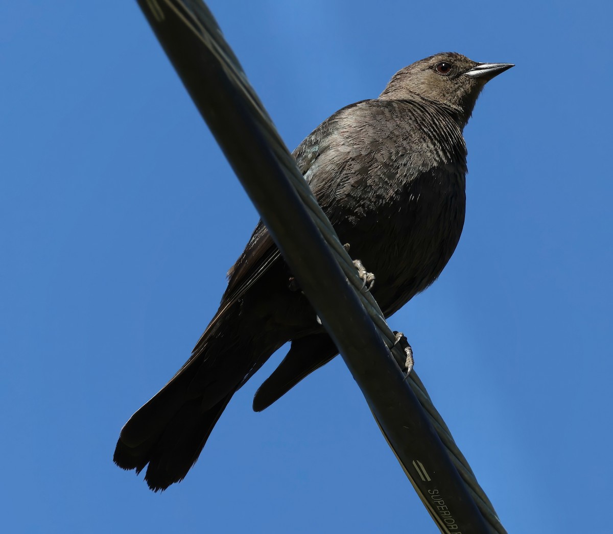 Brewer's Blackbird - Constance Vigno