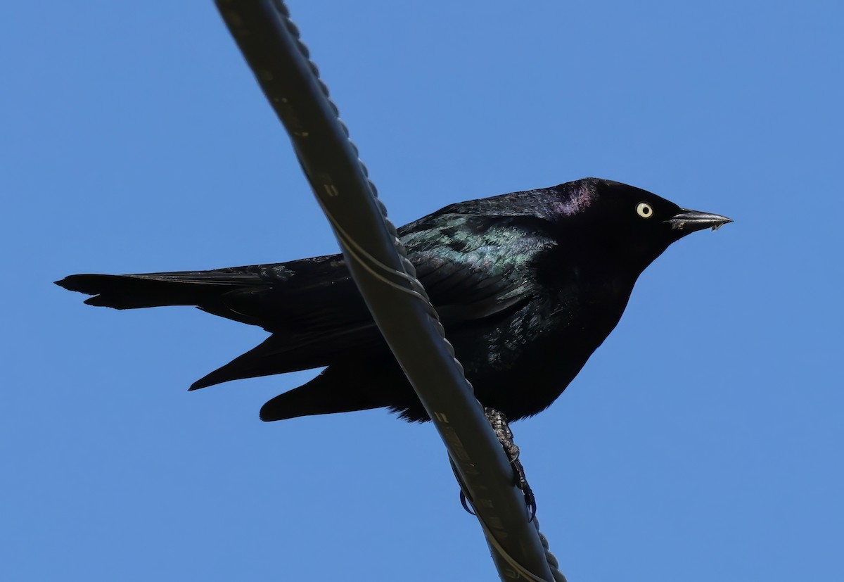 Brewer's Blackbird - Constance Vigno