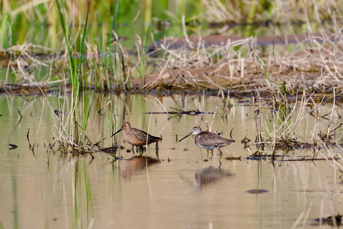 Long-billed Dowitcher - Bill Schneider