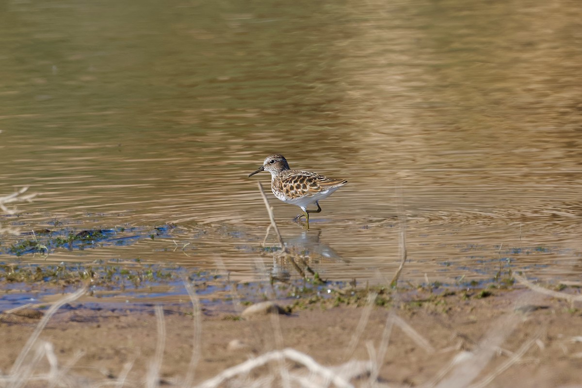 Least Sandpiper - Bill Schneider