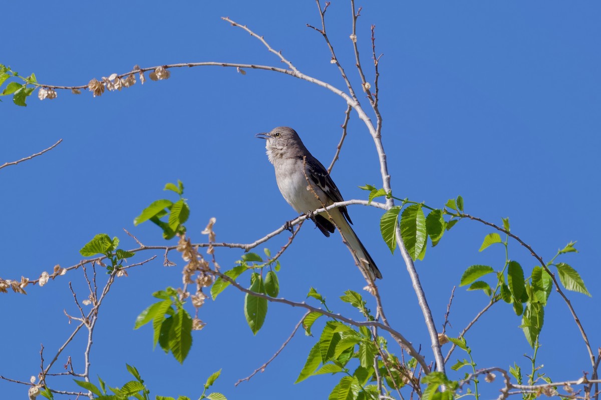 Northern Mockingbird - Bill Schneider