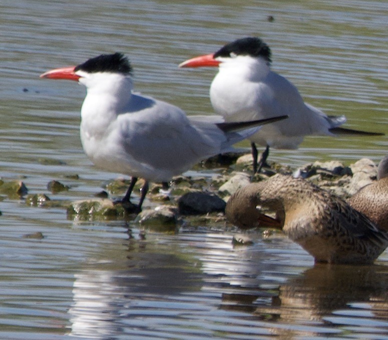 Caspian Tern - Alenka Weinhold