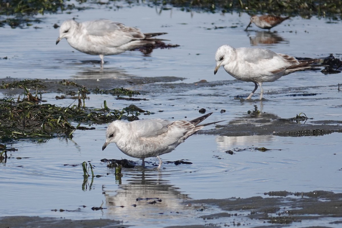 Short-billed Gull - Steve Hampton