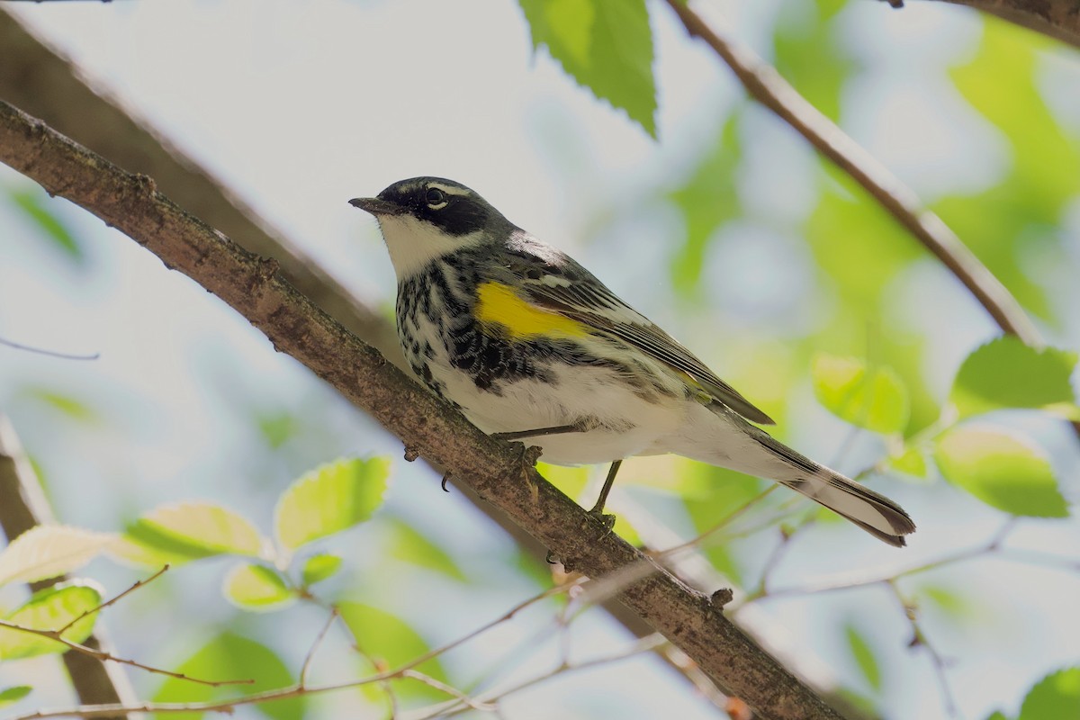 Yellow-rumped Warbler (Myrtle) - Bill Schneider