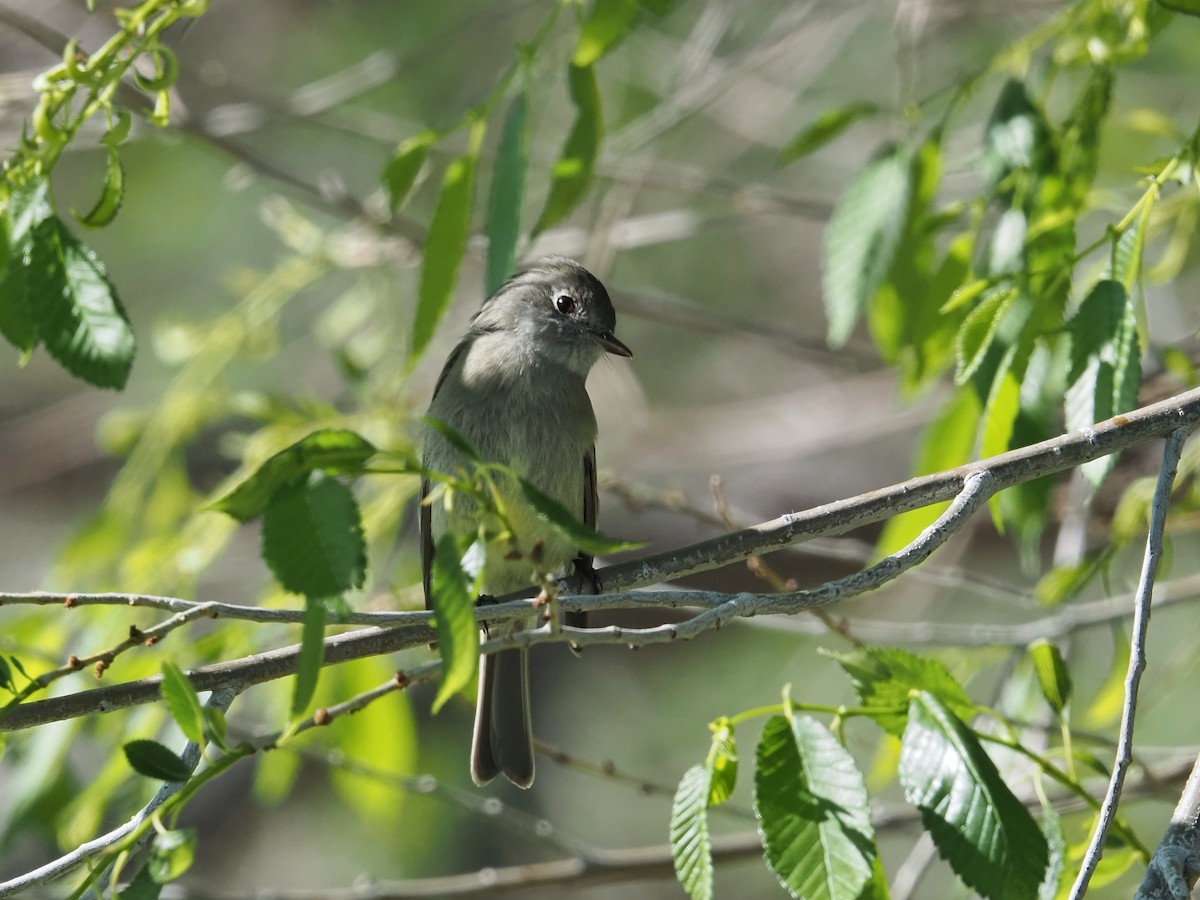 Hammond's Flycatcher - Gjon Hazard