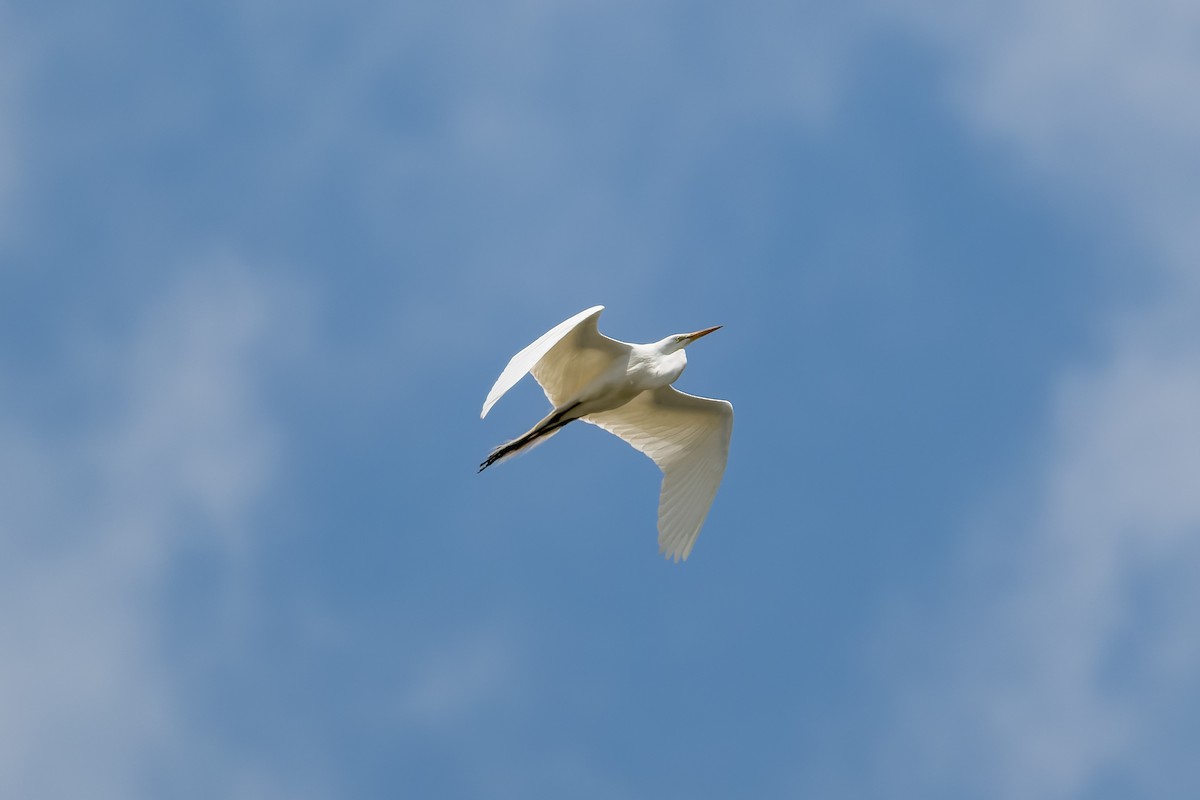 Great Egret - Ruslan Balagansky