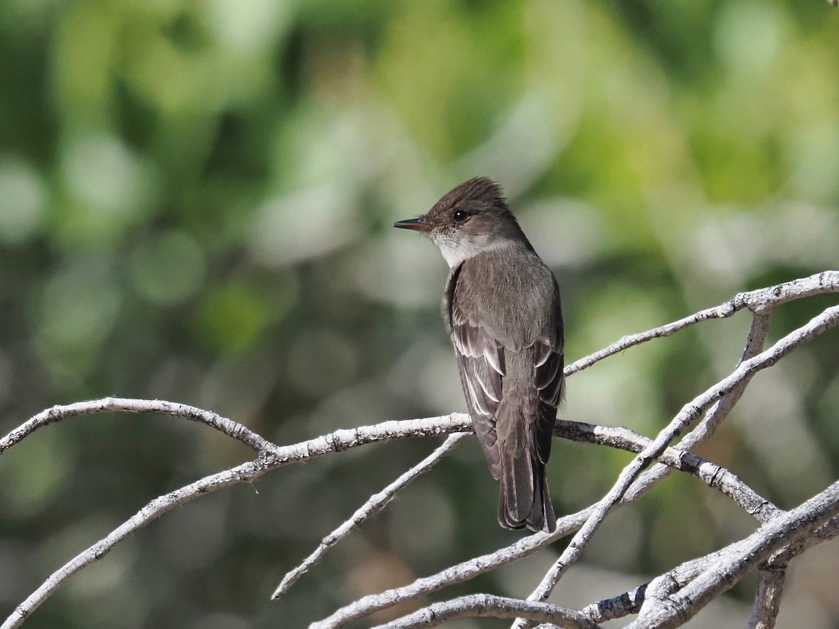 Western Wood-Pewee - Gjon Hazard