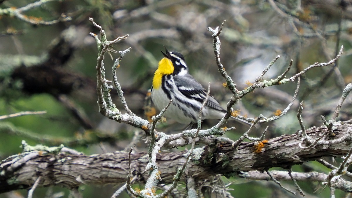 Paruline à gorge jaune (albilora) - ML618250823