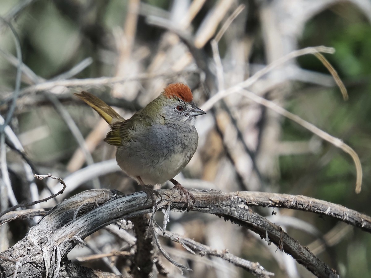 Green-tailed Towhee - Gjon Hazard