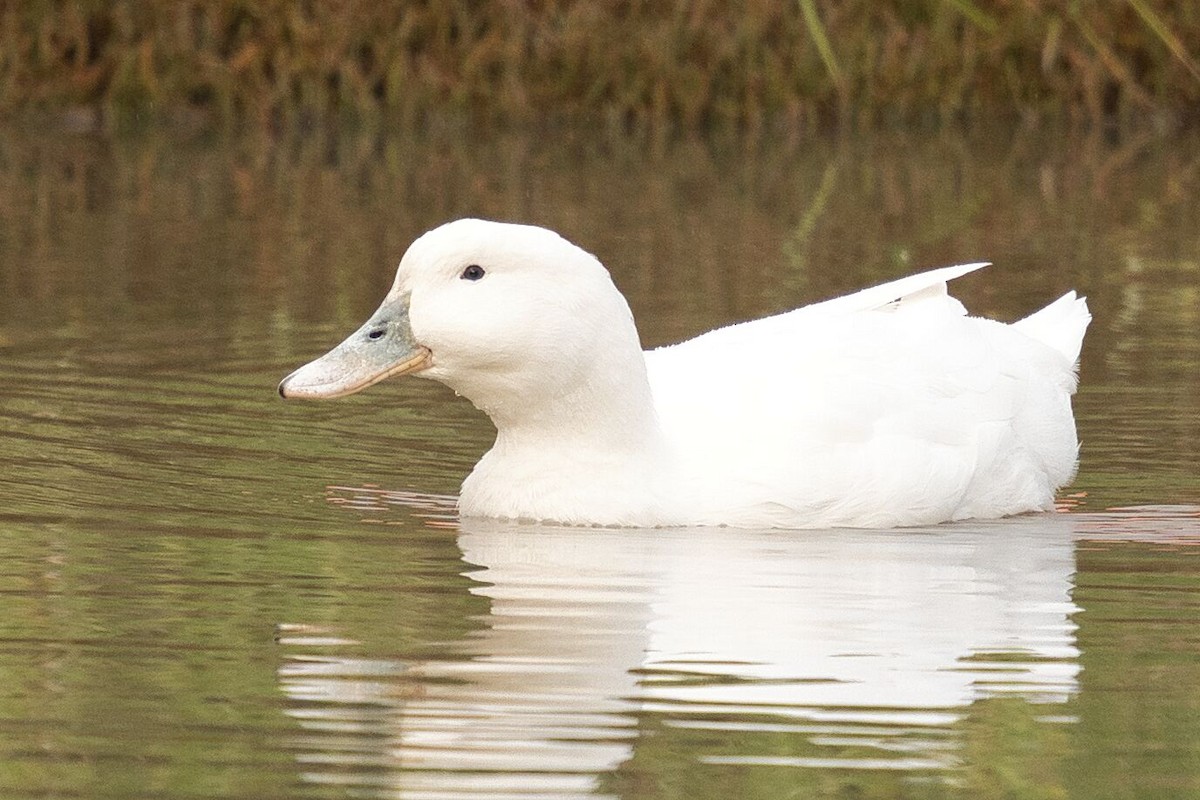 Mallard (Domestic type) - Mark Pronger