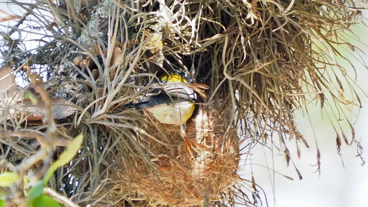 Northern Parula - Andrew McCormick