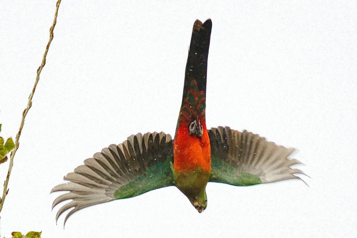 Australian King-Parrot - Mark Pronger