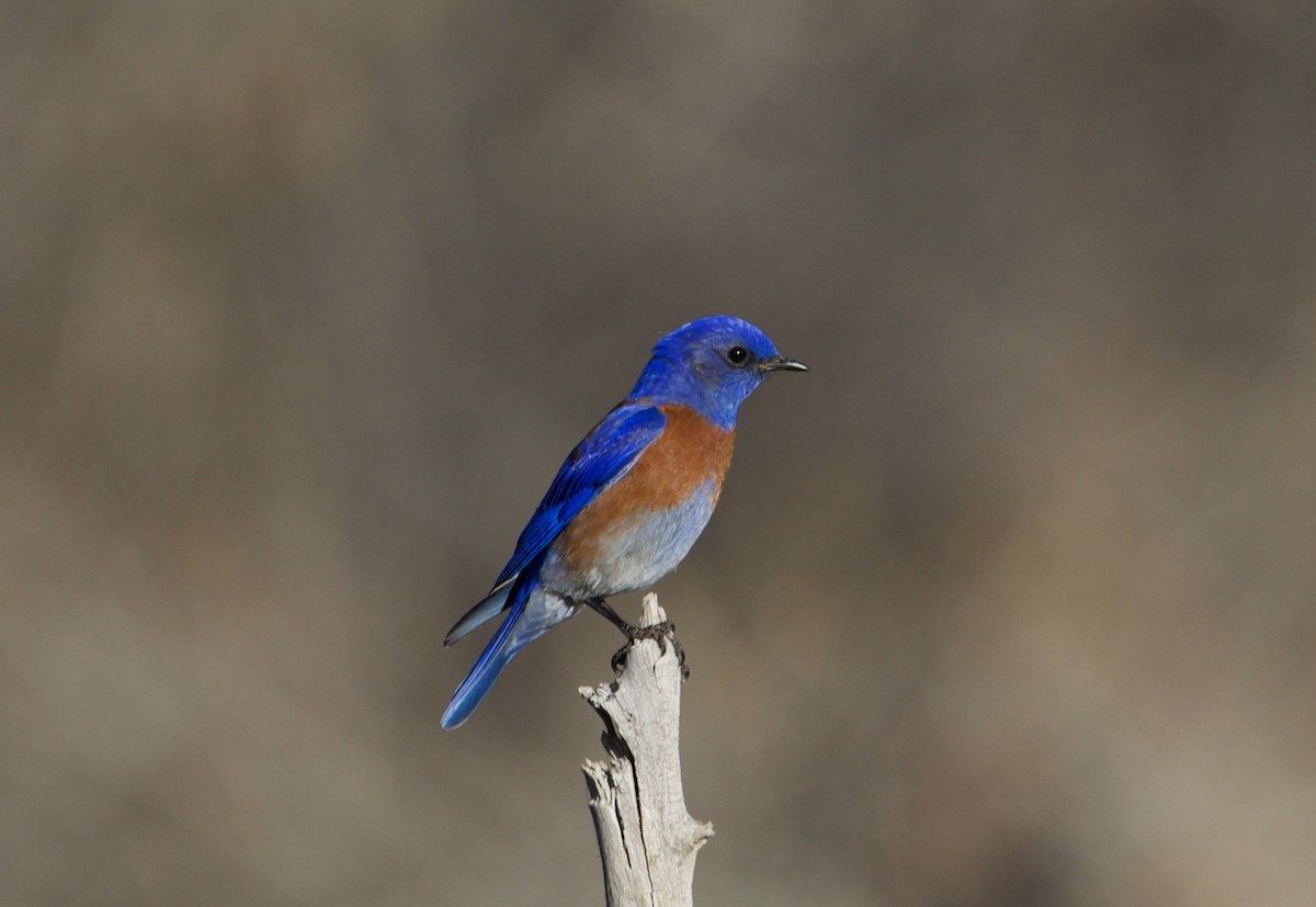 Western Bluebird - ned bohman