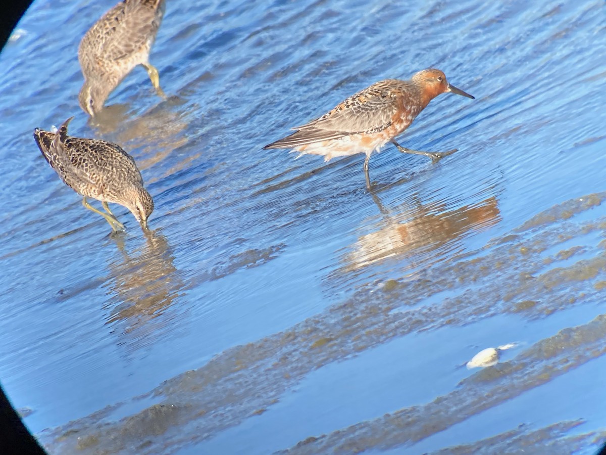 Red Knot - ML618250878